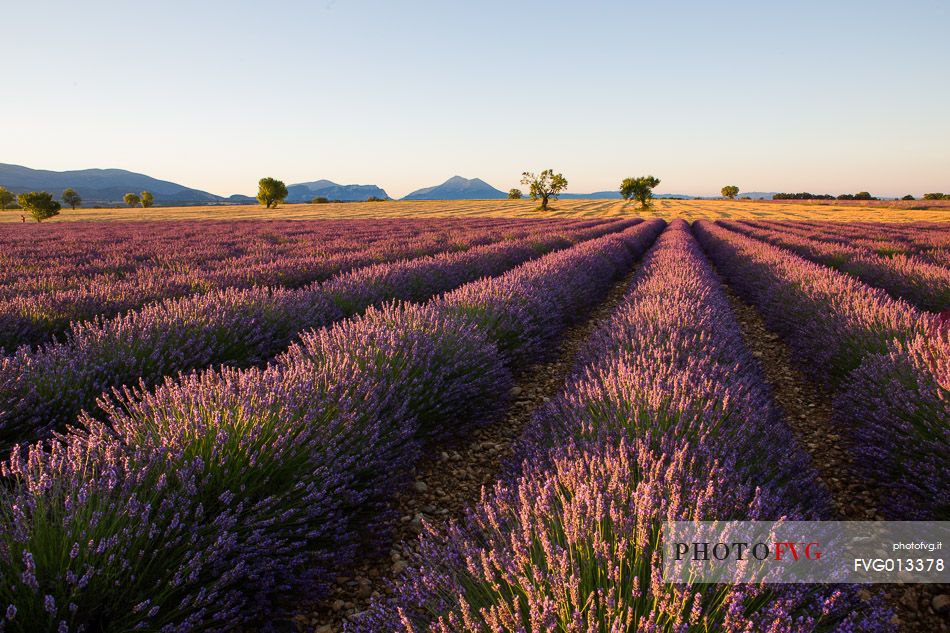 Lavender fields on the plateau of Valensole in the morning