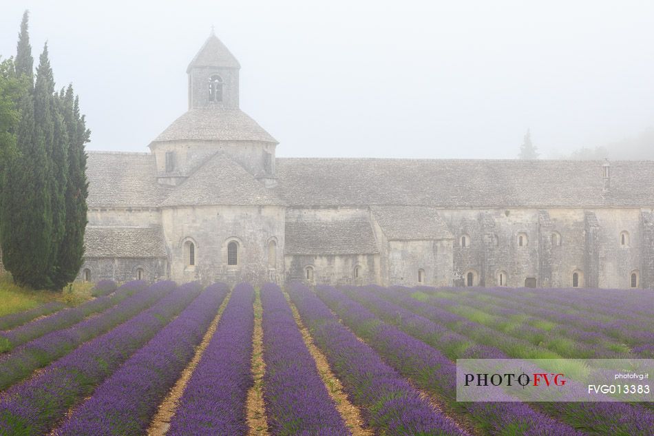 The ancient abbey of Snanque, located a few kilometers from the picturesque village of Gordes, surrounded by the morning mist