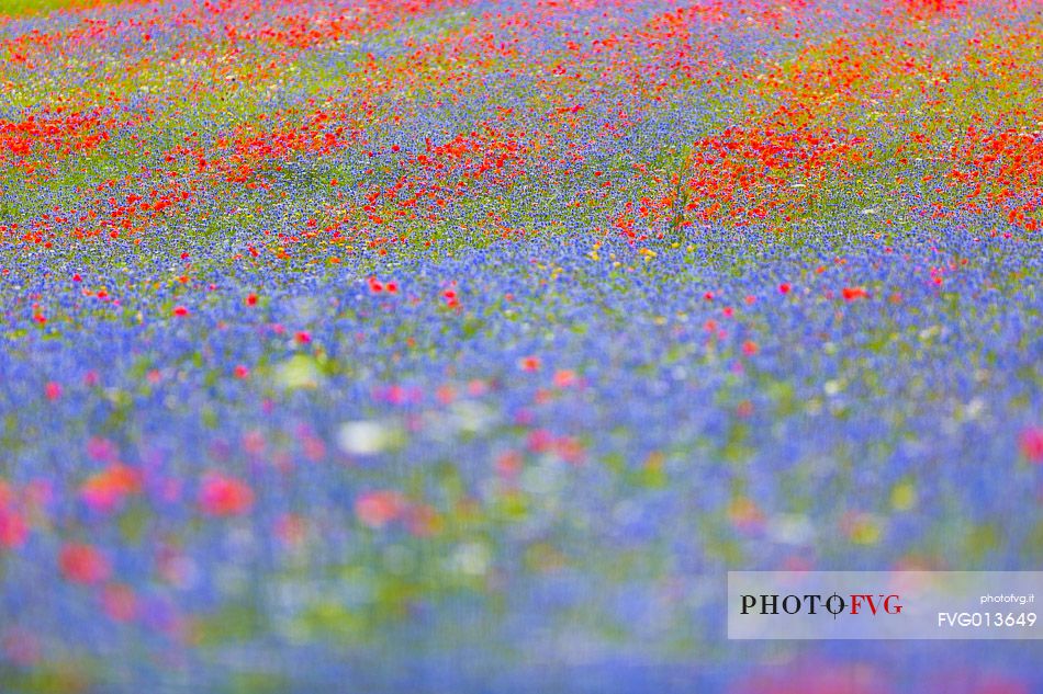 Castelluccio lentil fields, red poppies and blue cornflowers