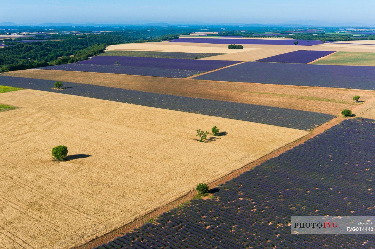 Lavender fields of Provence seen from above