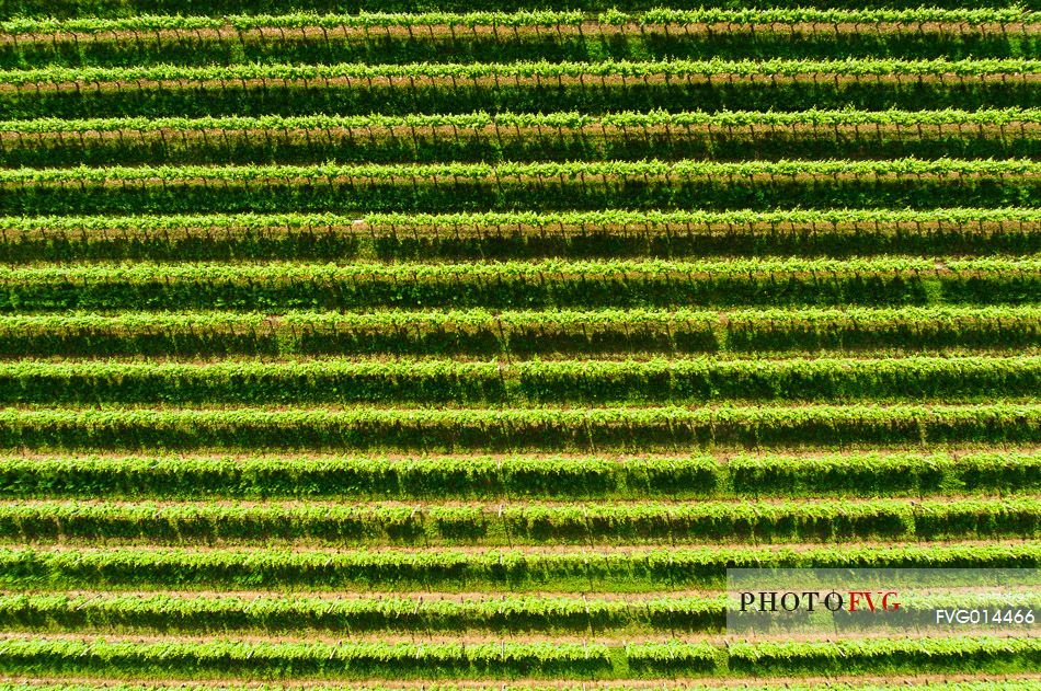 Geometries on rows of wine