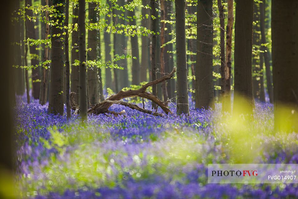 The Blue Forest of Belgium. Hallerbos or Halle Forest is known for its bluebell carpet which covers the forest floor for a few weeks each spring.