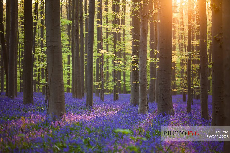 The Blue Forest of Belgium. Hallerbos or Halle Forest is known for its bluebell carpet which covers the forest floor for a few weeks each spring.