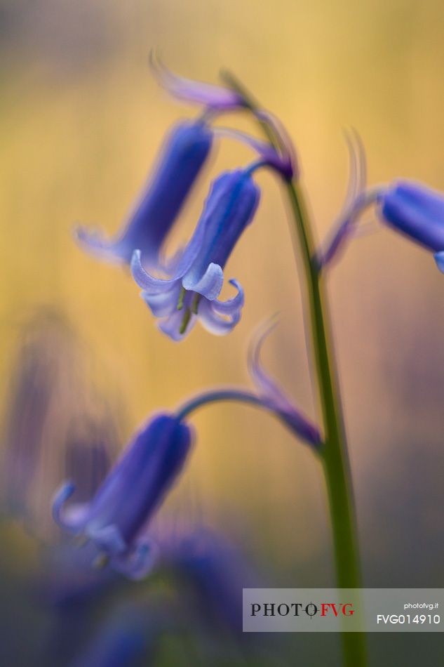 The Blue Forest of Belgium. Hallerbos or Halle Forest is known for its bluebell carpet which covers the forest floor for a few weeks each spring.