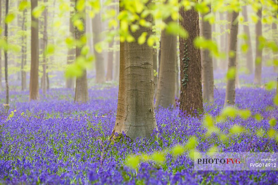 The Blue Forest of Belgium. Hallerbos or Halle Forest is known for its bluebell carpet which covers the forest floor for a few weeks each spring.