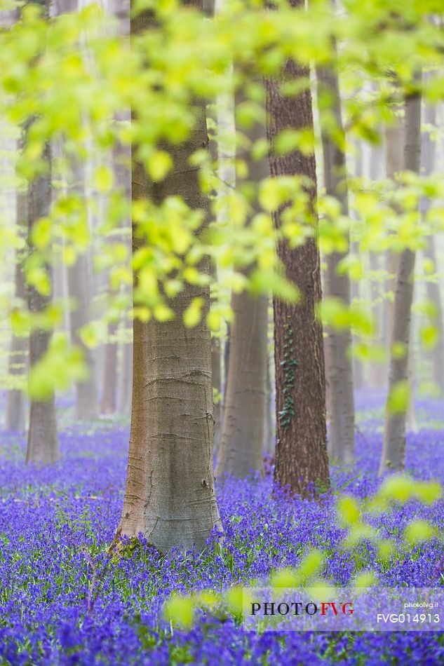 The Blue Forest of Belgium. Hallerbos or Halle Forest is known for its bluebell carpet which covers the forest floor for a few weeks each spring.