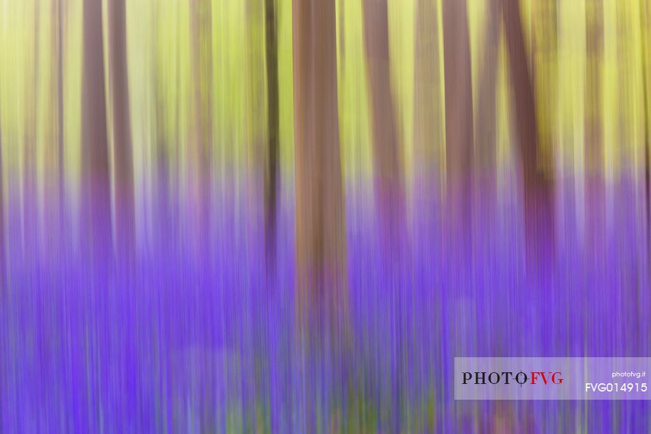 The Blue Forest of Belgium. Hallerbos or Halle Forest is known for its bluebell carpet which covers the forest floor for a few weeks each spring.