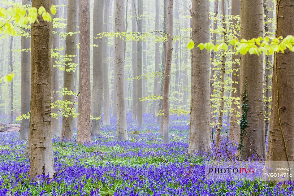 The Blue Forest of Belgium. Hallerbos or Halle Forest is known for its bluebell carpet which covers the forest floor for a few weeks each spring.