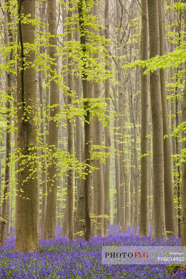 The Blue Forest of Belgium. Hallerbos or Halle Forest is known for its bluebell carpet which covers the forest floor for a few weeks each spring.