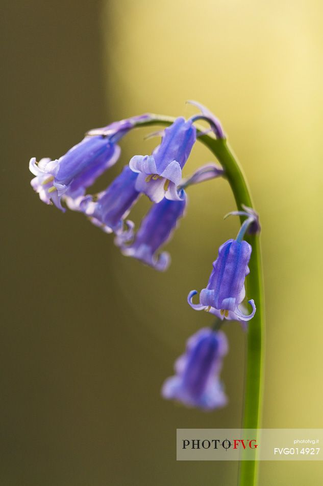 The Blue Forest of Belgium. Hallerbos or Halle Forest is known for its bluebell carpet which covers the forest floor for a few weeks each spring.