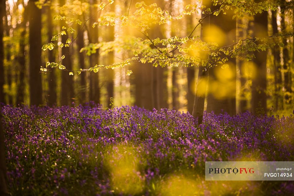 The Blue Forest of Belgium. Hallerbos or Halle Forest is known for its bluebell carpet which covers the forest floor for a few weeks each spring.