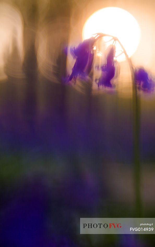 The Blue Forest of Belgium. Hallerbos or Halle Forest is known for its bluebell carpet which covers the forest floor for a few weeks each spring.