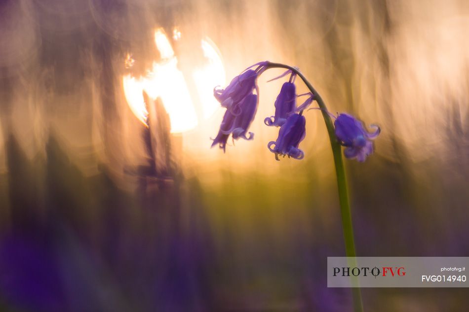 The Blue Forest of Belgium. Hallerbos or Halle Forest is known for its bluebell carpet which covers the forest floor for a few weeks each spring.