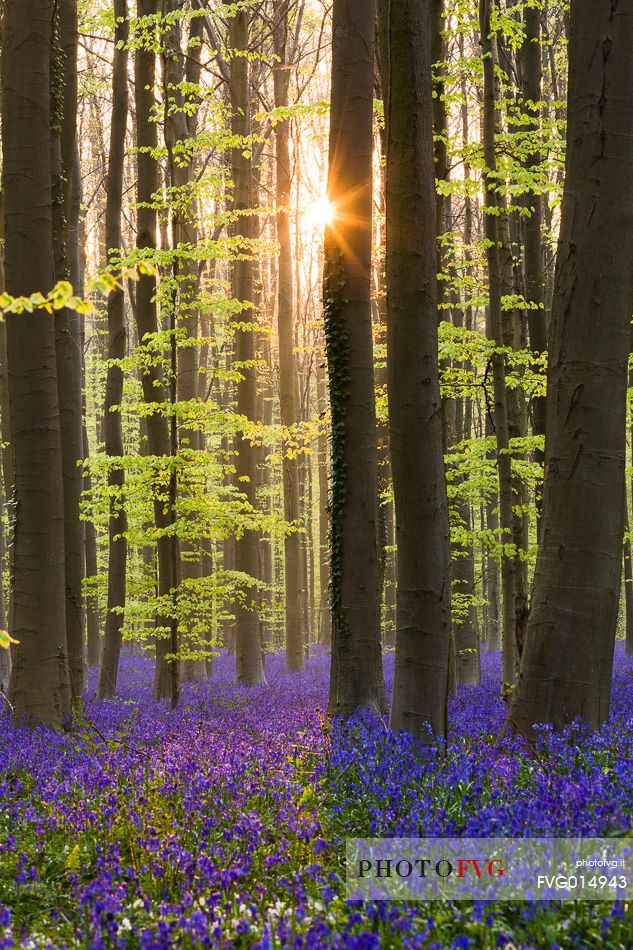 The Blue Forest of Belgium. Hallerbos or Halle Forest is known for its bluebell carpet which covers the forest floor for a few weeks each spring.