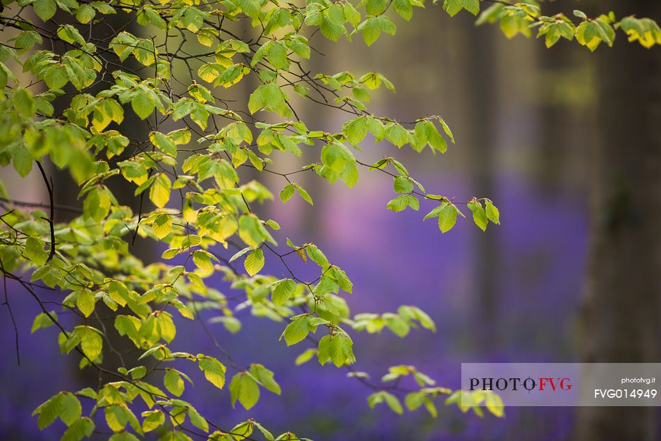 The Blue Forest of Belgium. Hallerbos or Halle Forest is known for its bluebell carpet which covers the forest floor for a few weeks each spring.