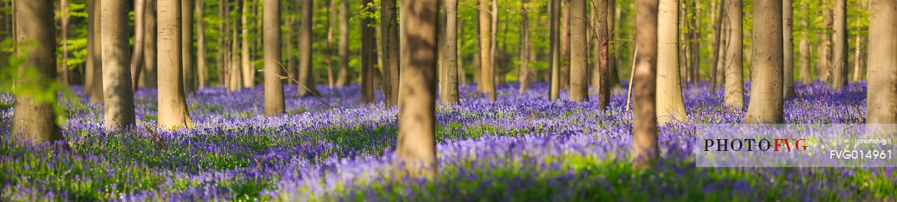 The Blue Forest of Belgium. Hallerbos or Halle Forest is known for its bluebell carpet which covers the forest floor for a few weeks each spring.