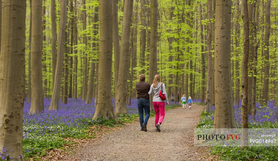 The Blue Forest of Belgium. Hallerbos or Halle Forest is known for its bluebell carpet which covers the forest floor for a few weeks each spring.