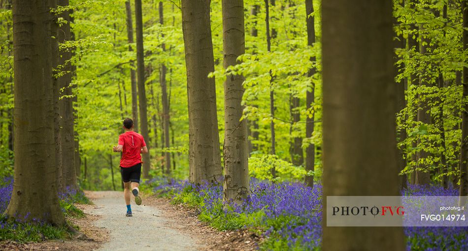 The Blue Forest of Belgium. Hallerbos or Halle Forest is known for its bluebell carpet which covers the forest floor for a few weeks each spring.