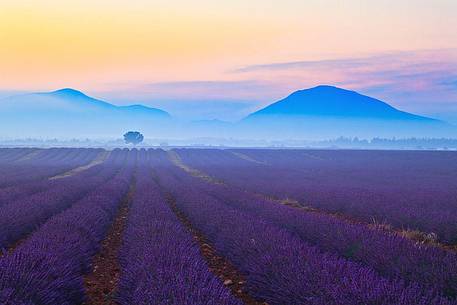 Plateau of Valensole, Lavender Field and fog before sunrise