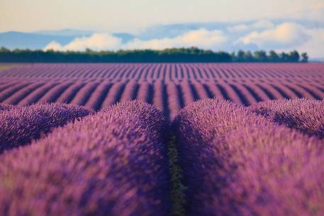 Plateau of Valensole, Lavender Field and fog before sunrise