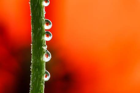 Dew on poppy flower