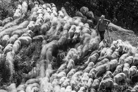 Shepherd with his flock of sheep