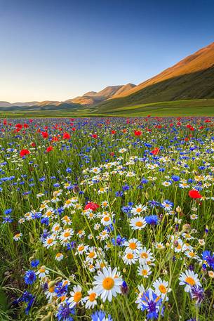 Sunset in Castelluccio di Norcia during flowering