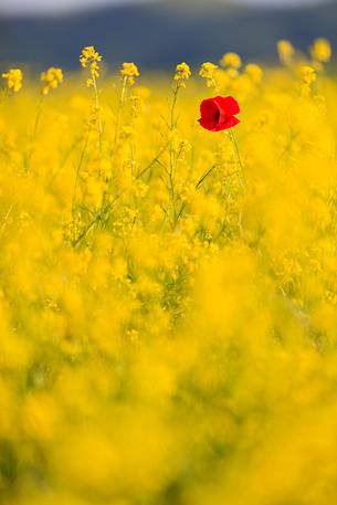 Lone poppy in the cultivation of lentil