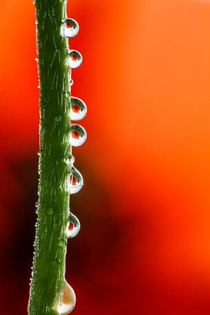 Dew on poppy flower