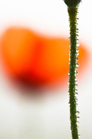 Dew on poppy flower