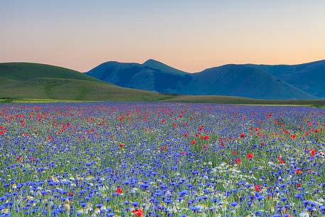 Sunset in Castelluccio di Norcia during flowering