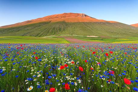 Sunset in Castelluccio di Norcia during flowering
