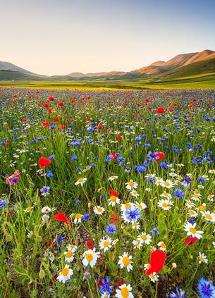 Sunset in Castelluccio di Norcia during flowering