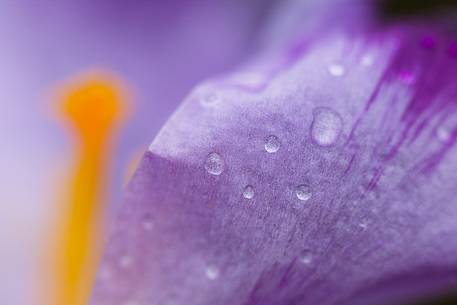 Crocus with dew