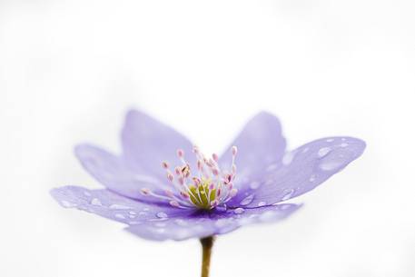 Anemone Hepatica with dew