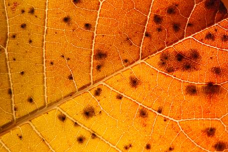 Detail of leaf Sumac