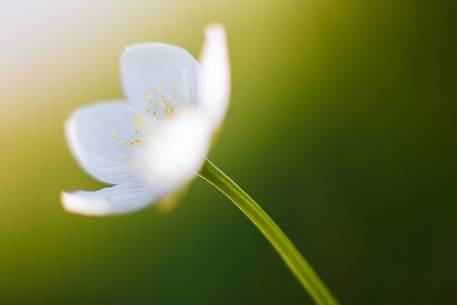 White anemone