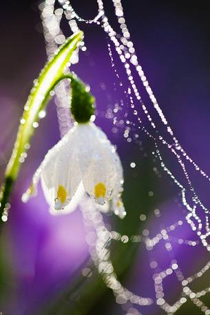 Leucojum vernum and the dew