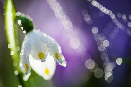 Leucojum vernum and the dew