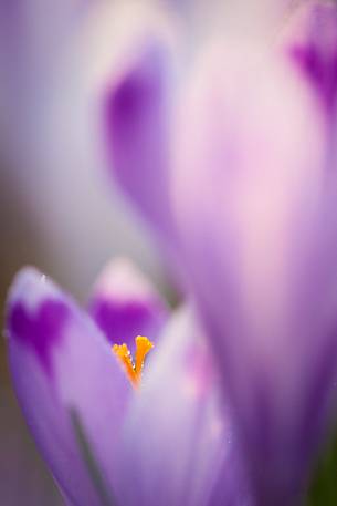 Crocus