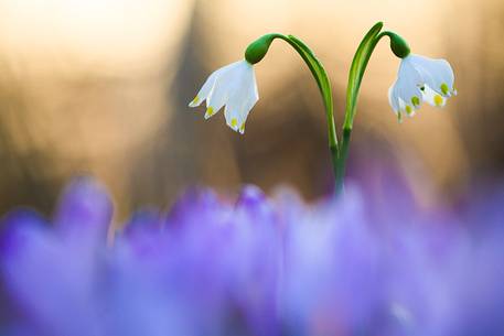 Leucojum vernum between crocus
