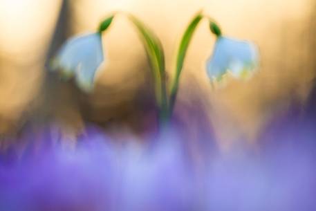 Leucojum vernum between crocus