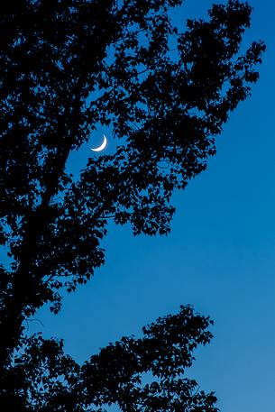 Moon in the leaves