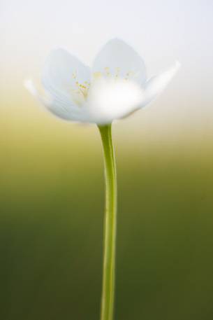 White anemone