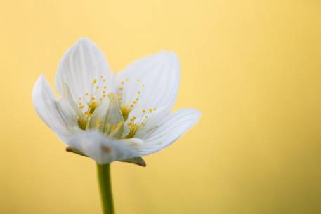 White anemone