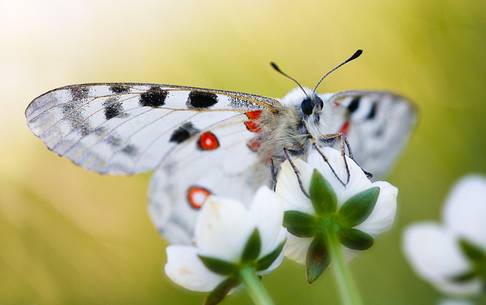 Parnassius Apollo Butterfly at Cima Grappa