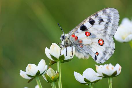 Parnassius Apollo Butterfly at Cima Grappa