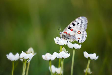 Parnassius Apollo Butterfly at Cima Grappa