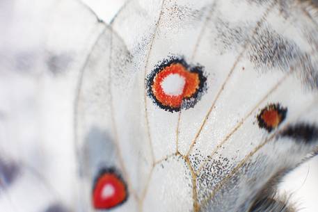 Parnassius Apollo Butterfly at Cima Grappa