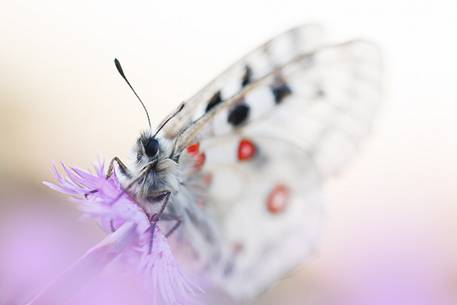 Parnassius Apollo Butterfly at Cima Grappa